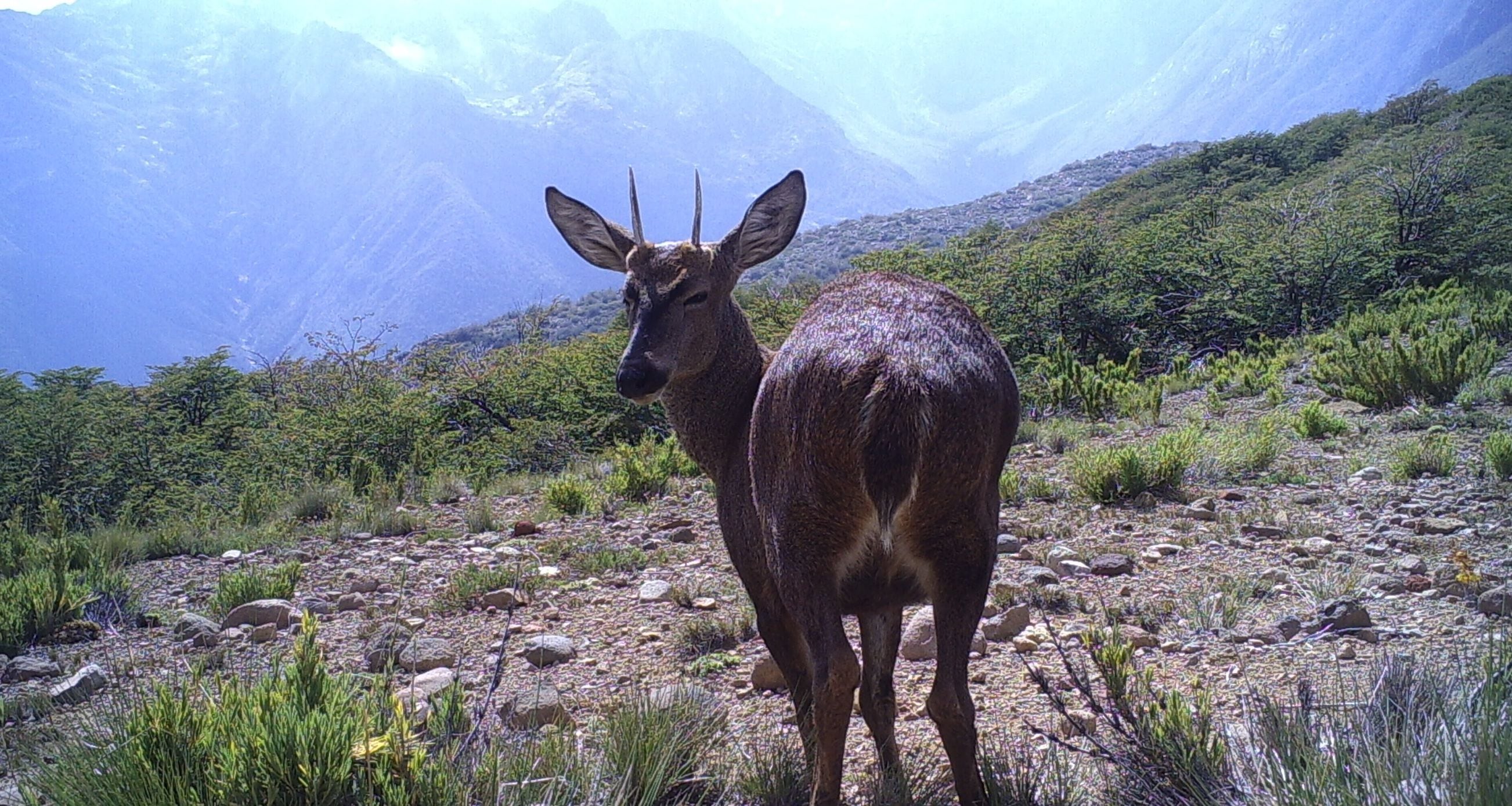 huemul conaf