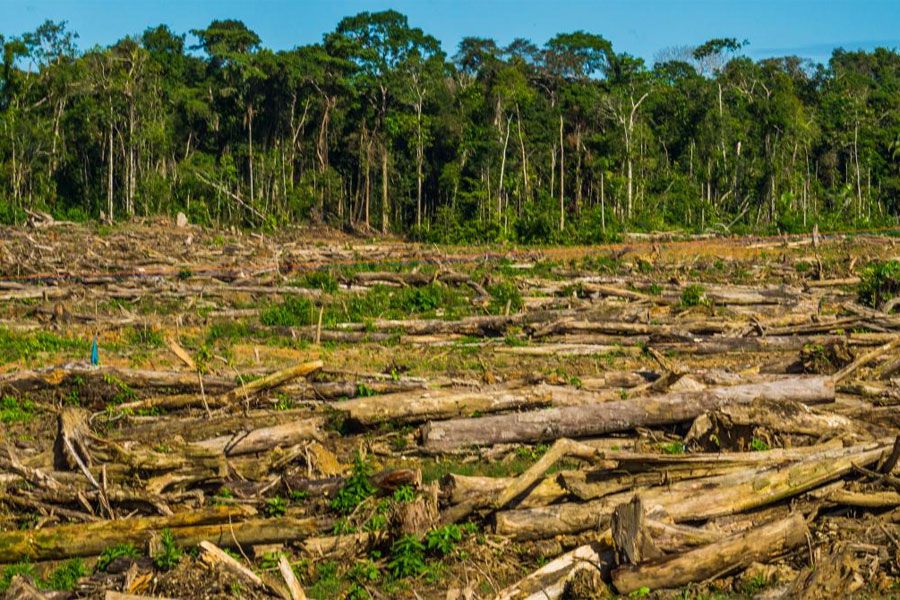 Biólogos Advierten Que La Deforestación Del Amazonas Se Acerca A Un Punto De No Retorno La 