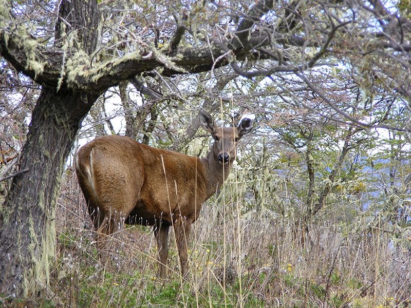 Te puede interesar: Especie en peligro de extinción aparece por primera vez en 90 años