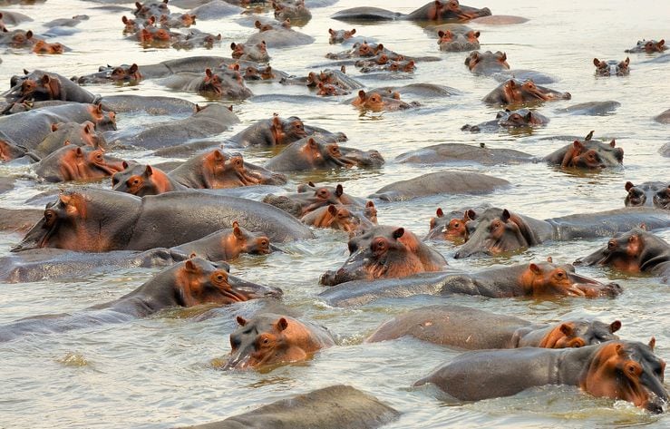 Hippos in pool