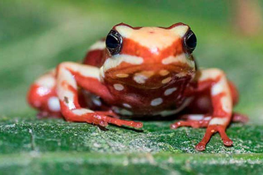 Помоги лягушки. Red Frog with Stripes.