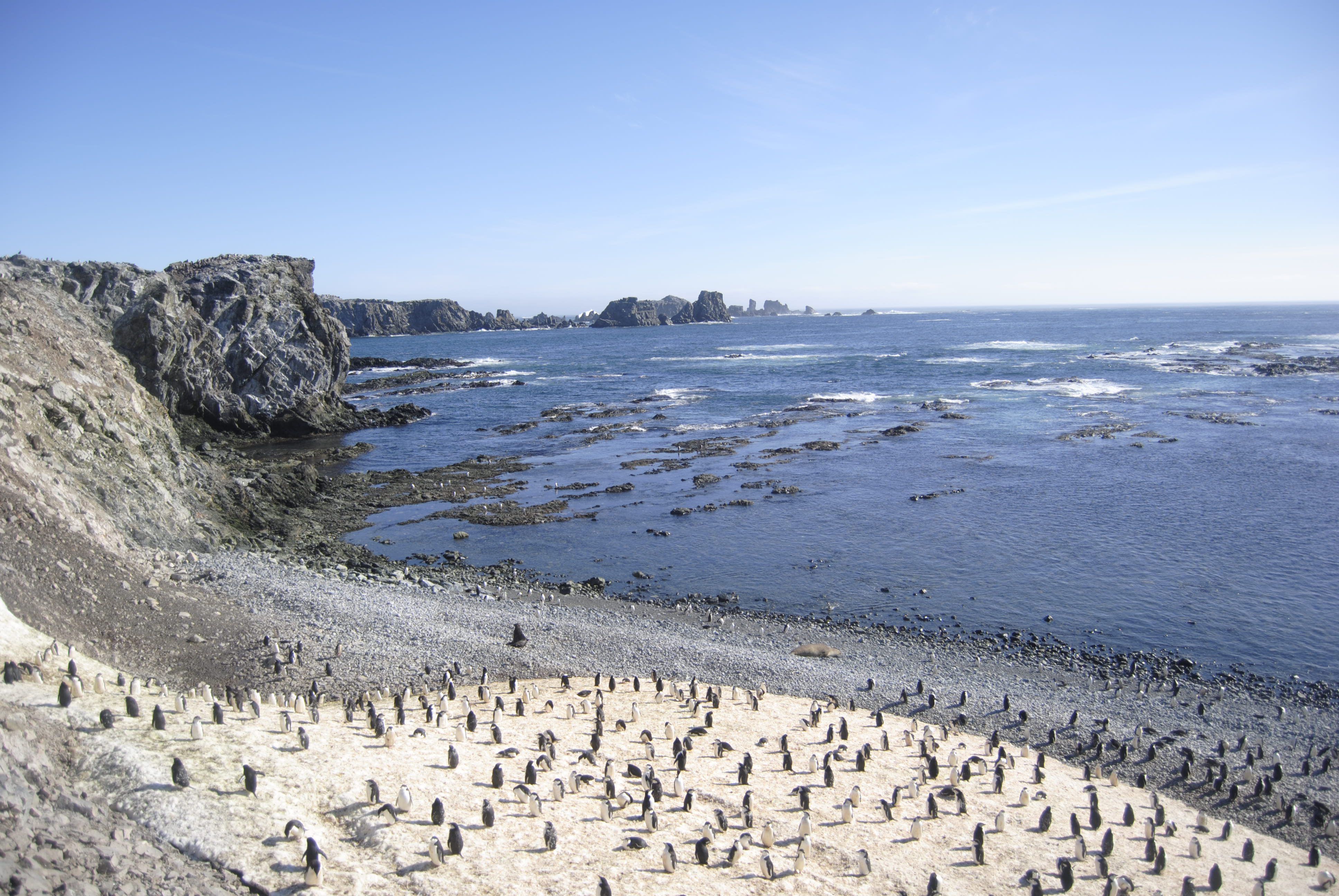 pinguinos antartica