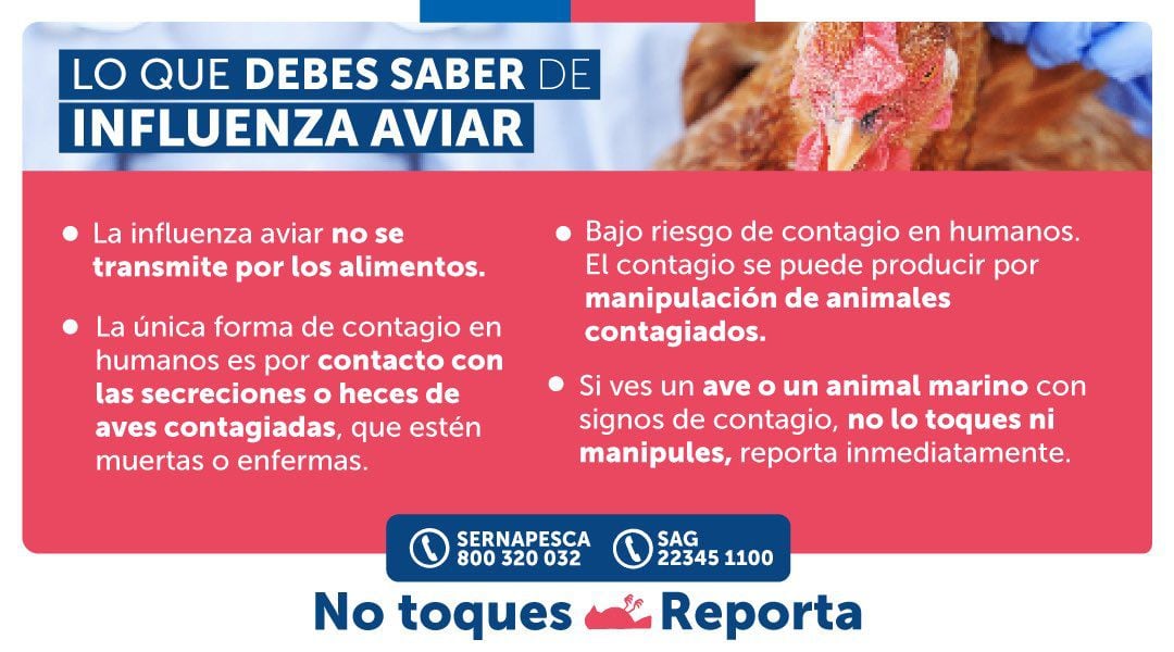 Influenza aviar 1