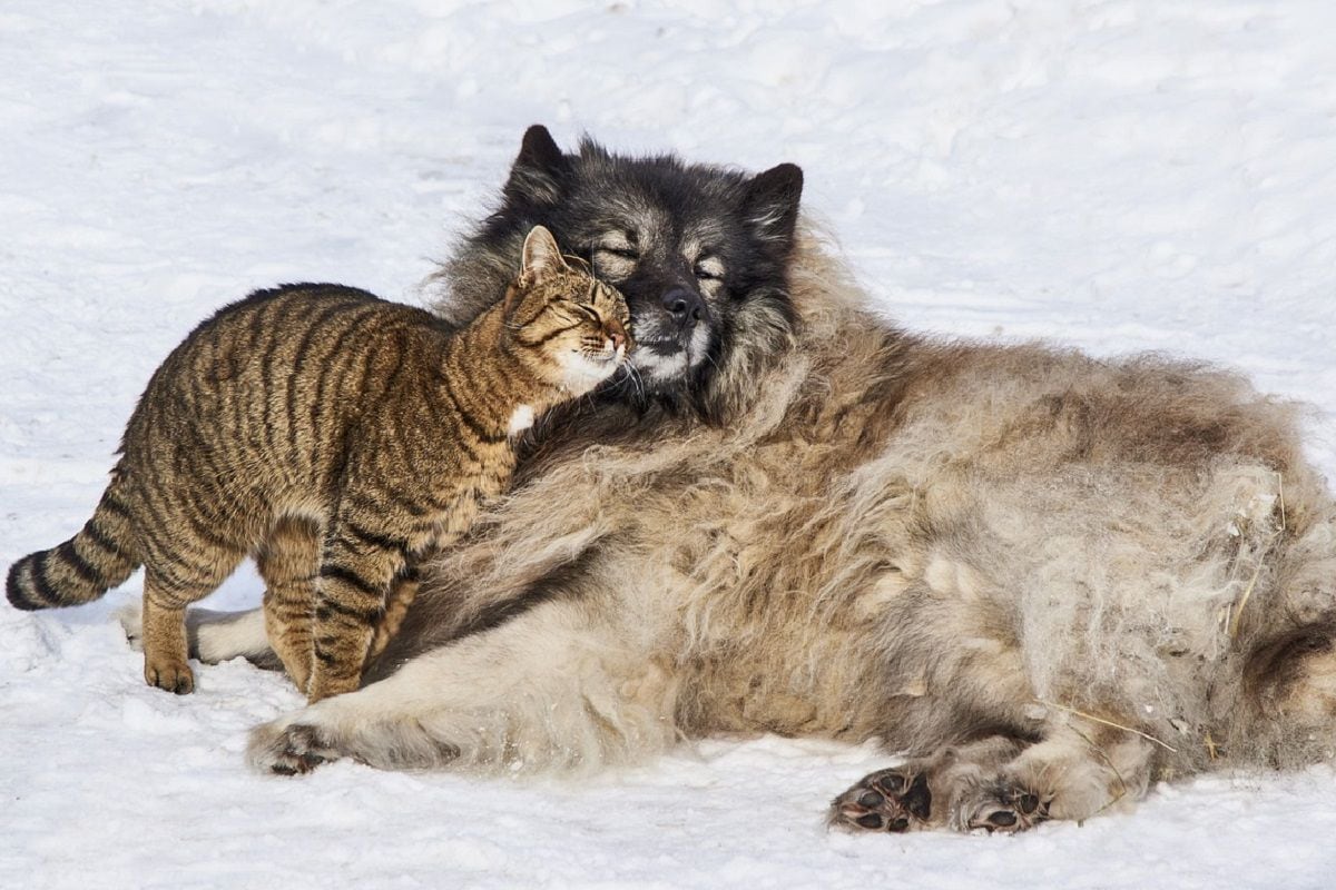 Perro y gato en el invierno