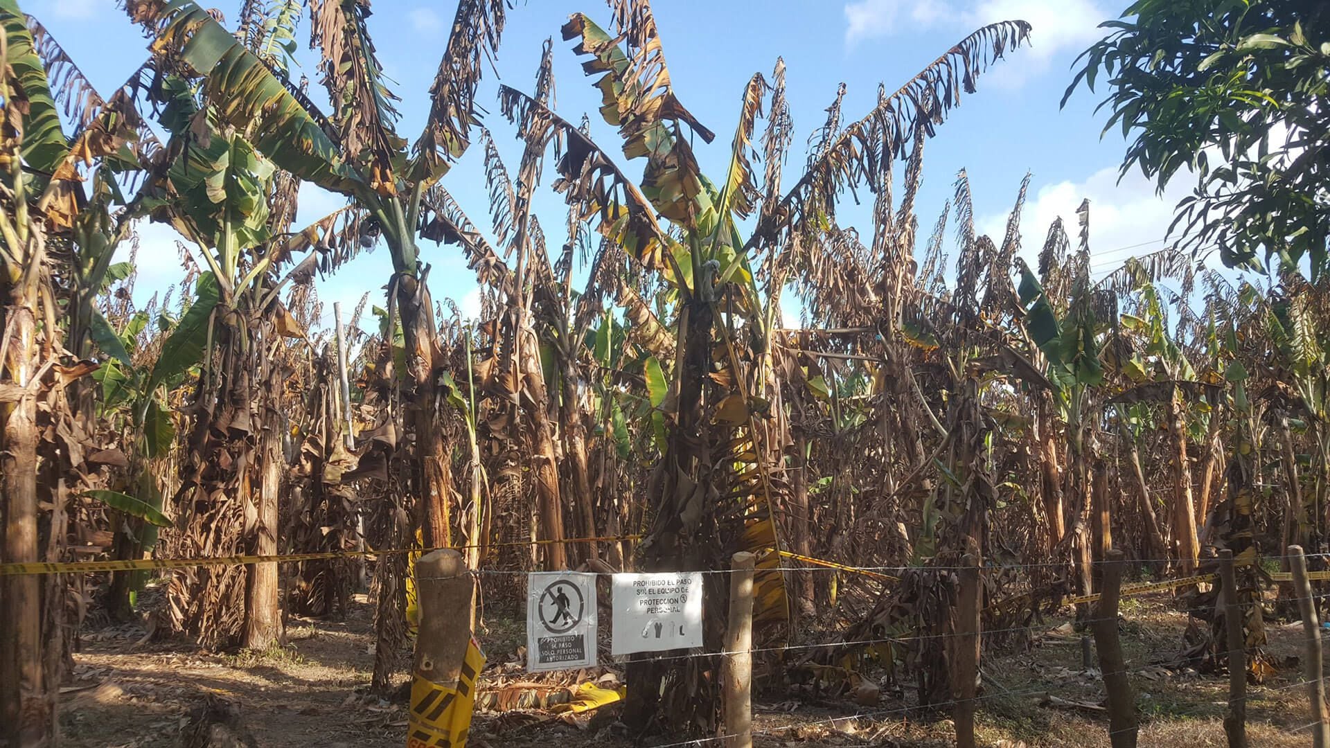 Plantaciones