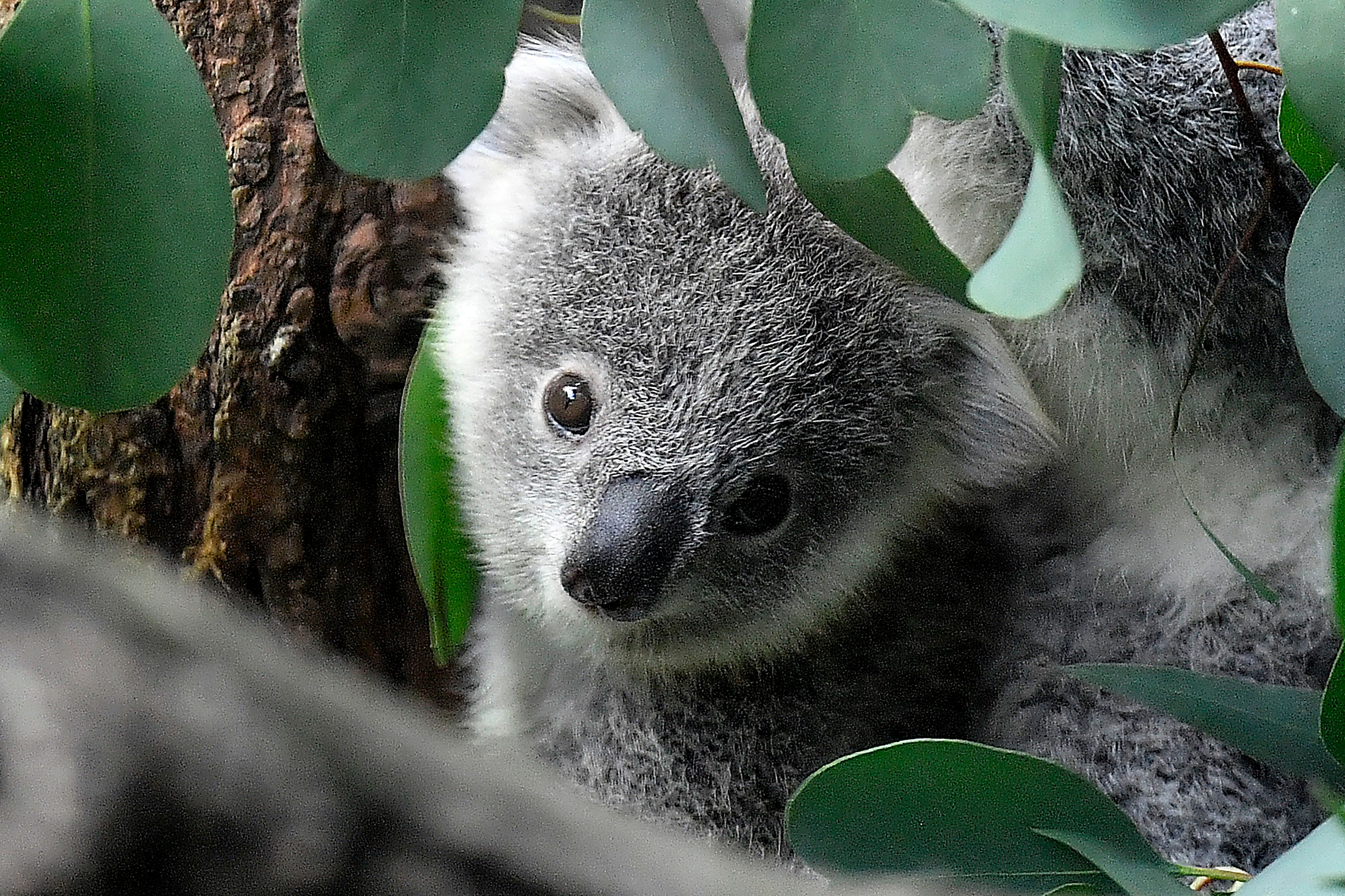 Koala