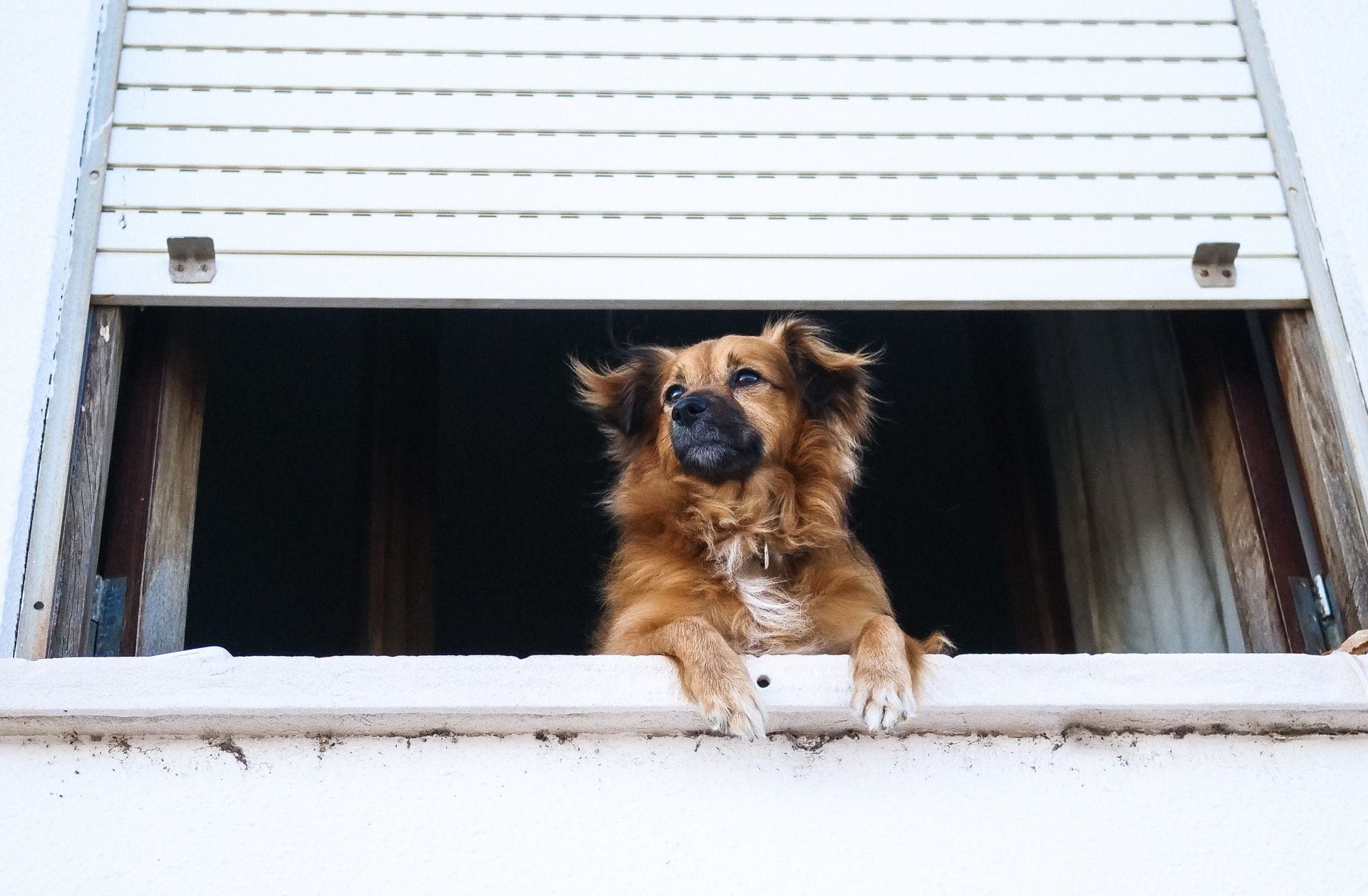 Perro ventana edificio