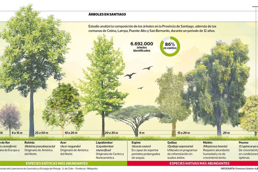 El 86% de los árboles de Santiago corresponde a especies exóticas - La  Tercera