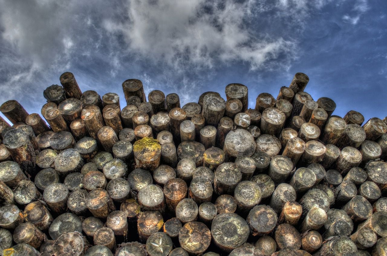 Estos son los 10 árboles nativos que presentan alto riesgo de extinción en Chile