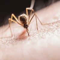 Dengue en Chile: en qué consiste y cómo prevenir un contagio