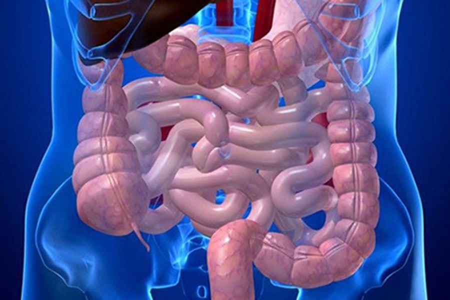 intestino