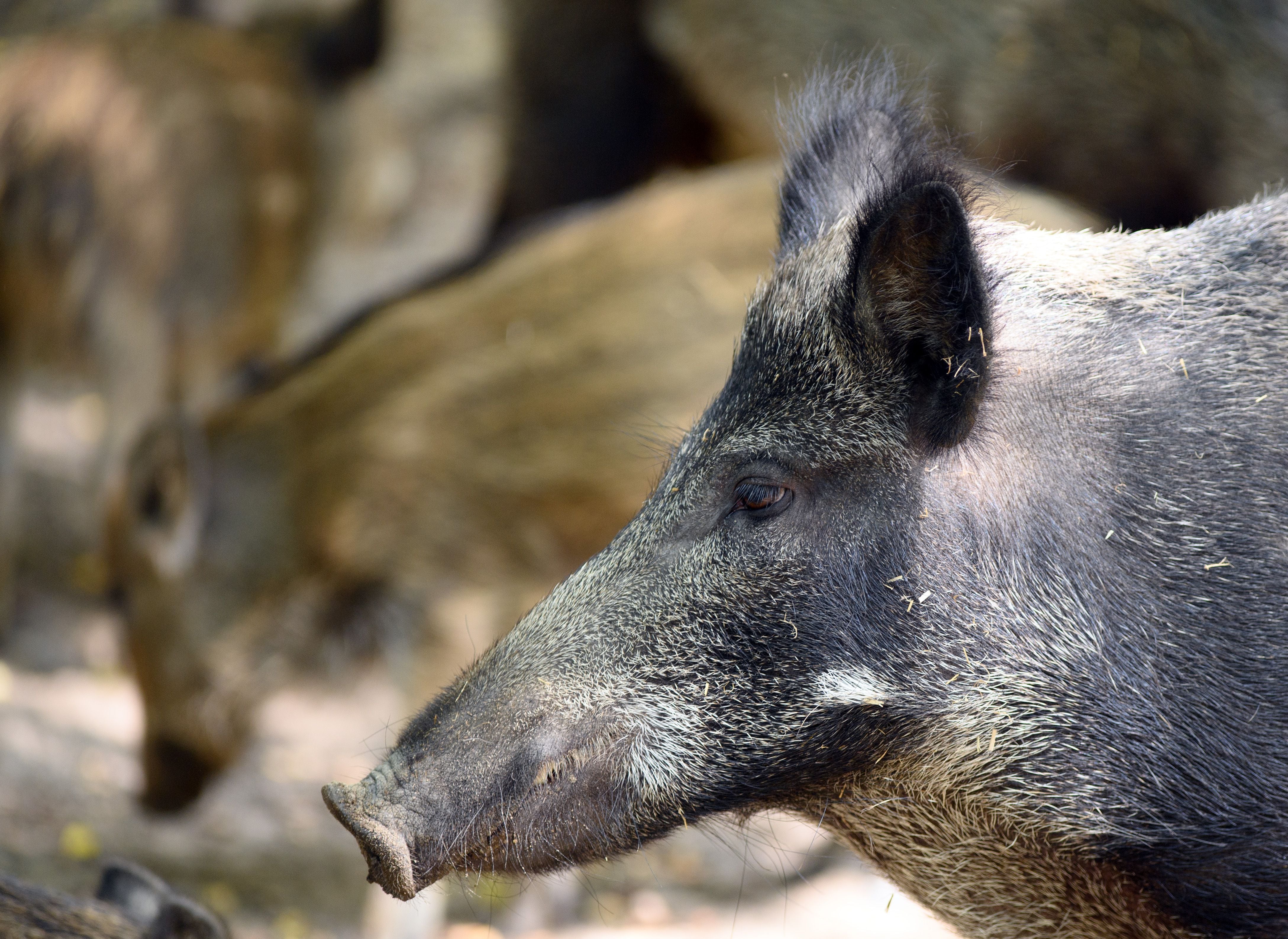 Cottbus Zoo