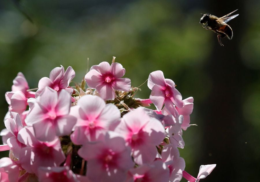 A bee hovers over a phlox flower at the apiary of beekeeper Anna Lobyntseva in Belgorod region