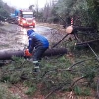 Carabineros y personal municipal trabajan en despeje de la Ruta G-21 a Farellones por caídas de árboles