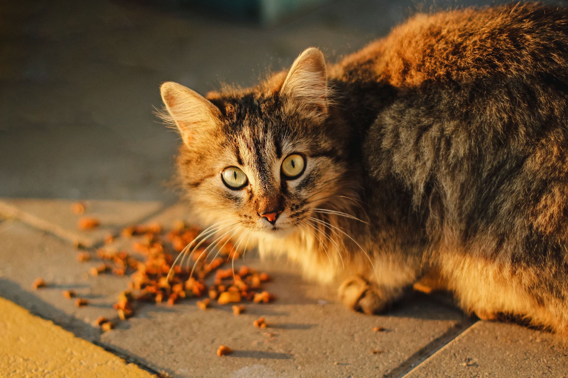 Consejos para escoger el mejor alimento para gatos