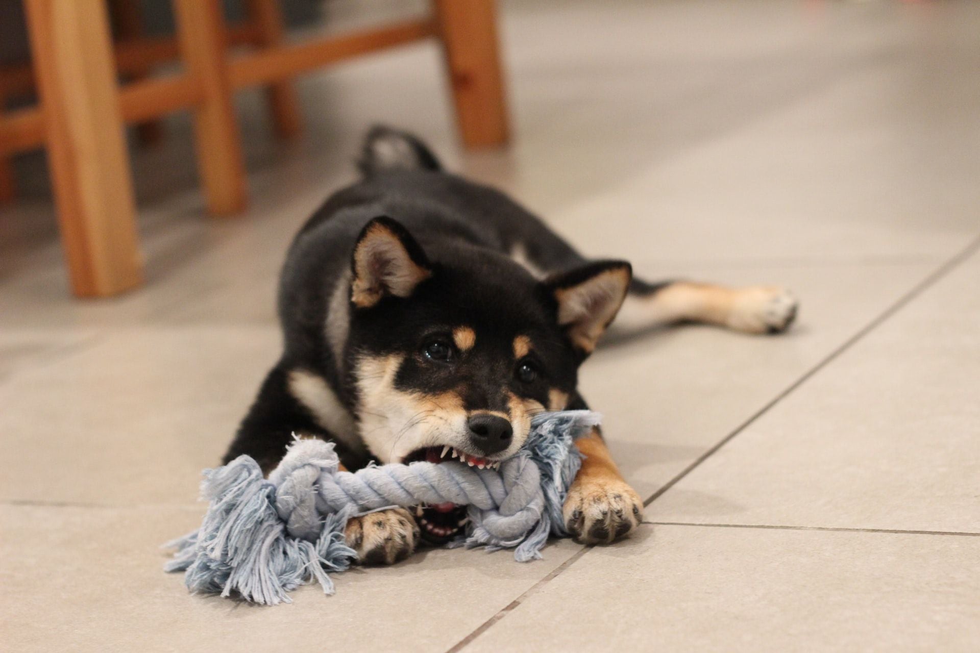 Los mejores juguetes indoor para perros (según sus dueñas)