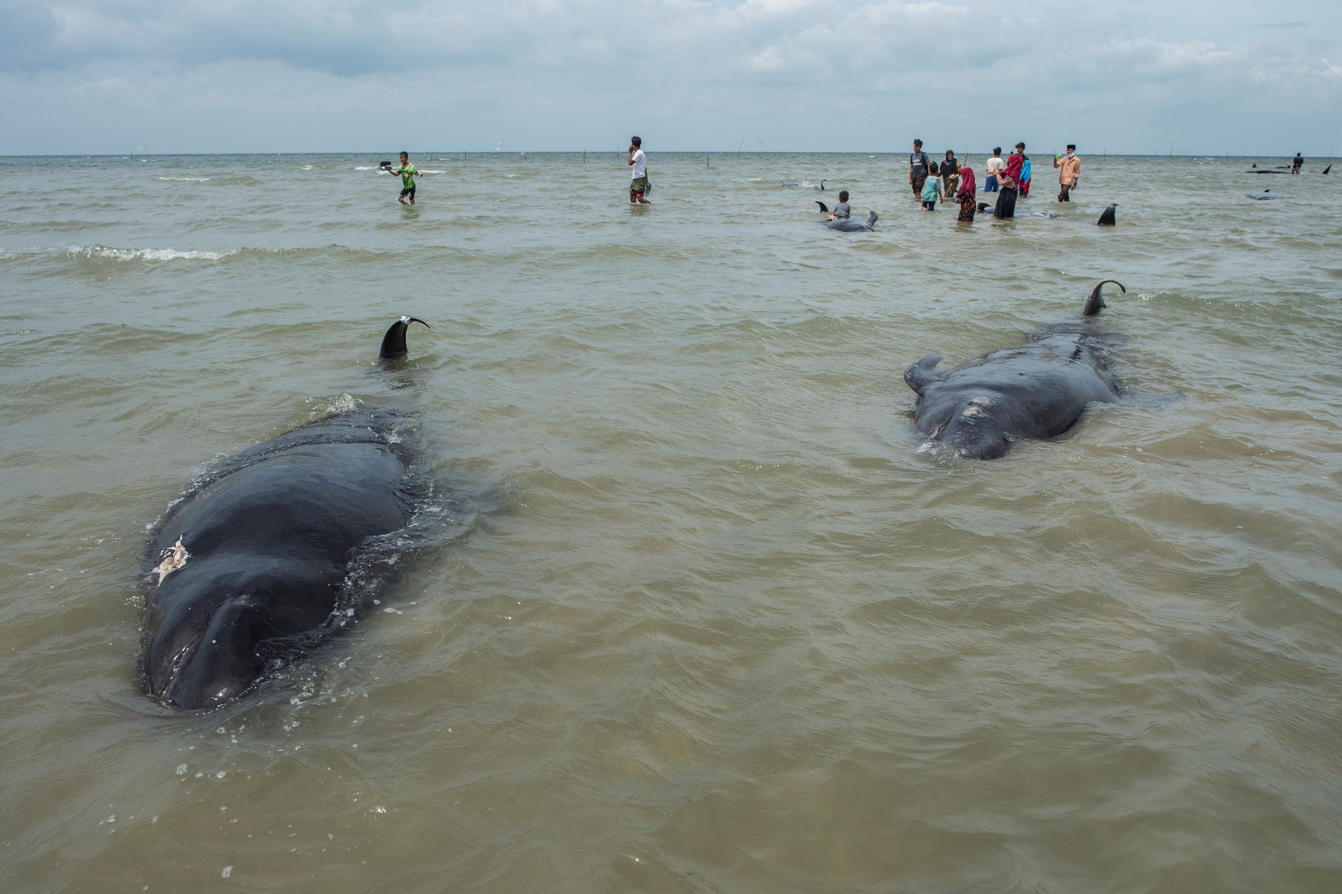 Registran manadas de ballenas muertas en Europa como consecuencia del terremoto en Turquía