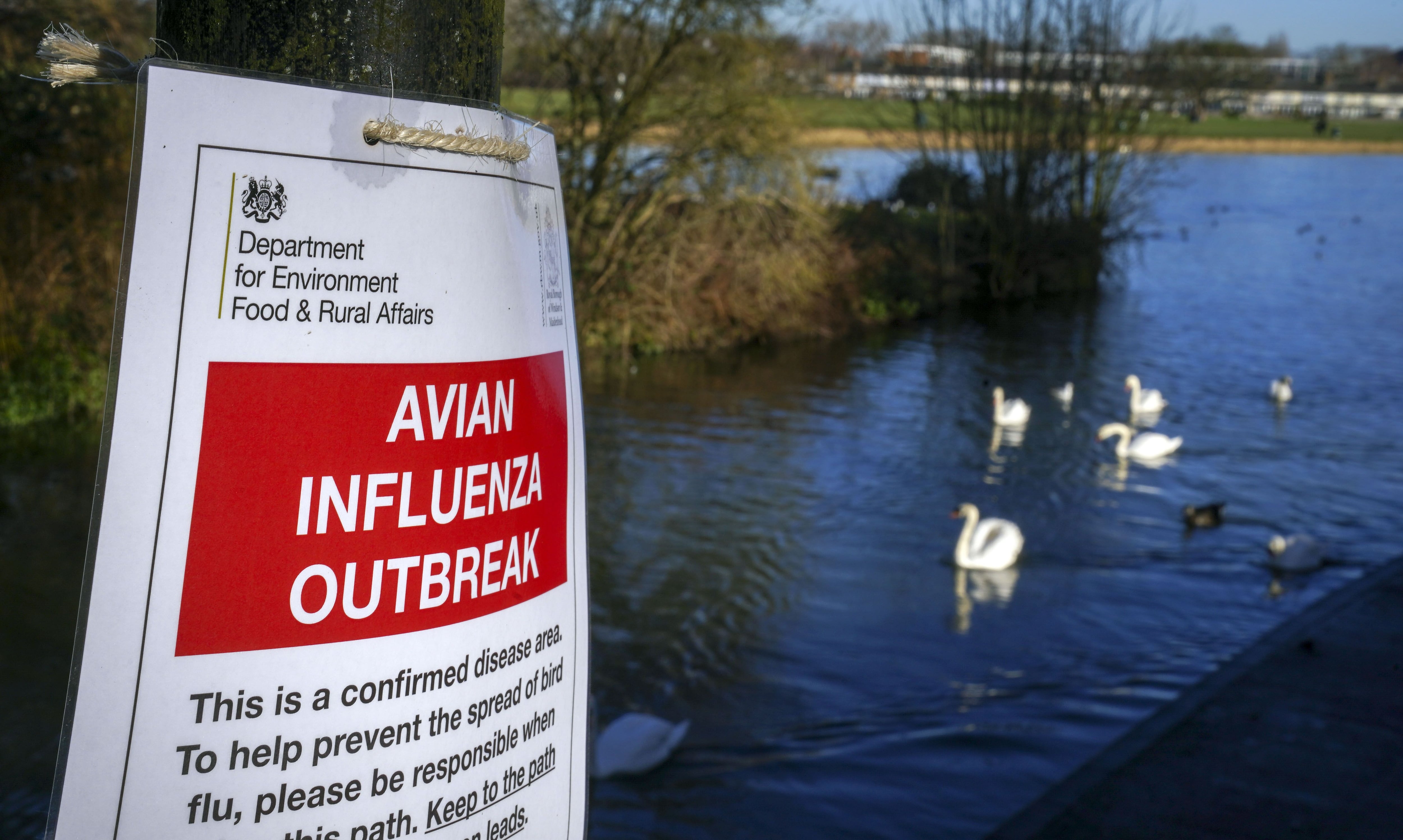 Avian Influenza outbreak