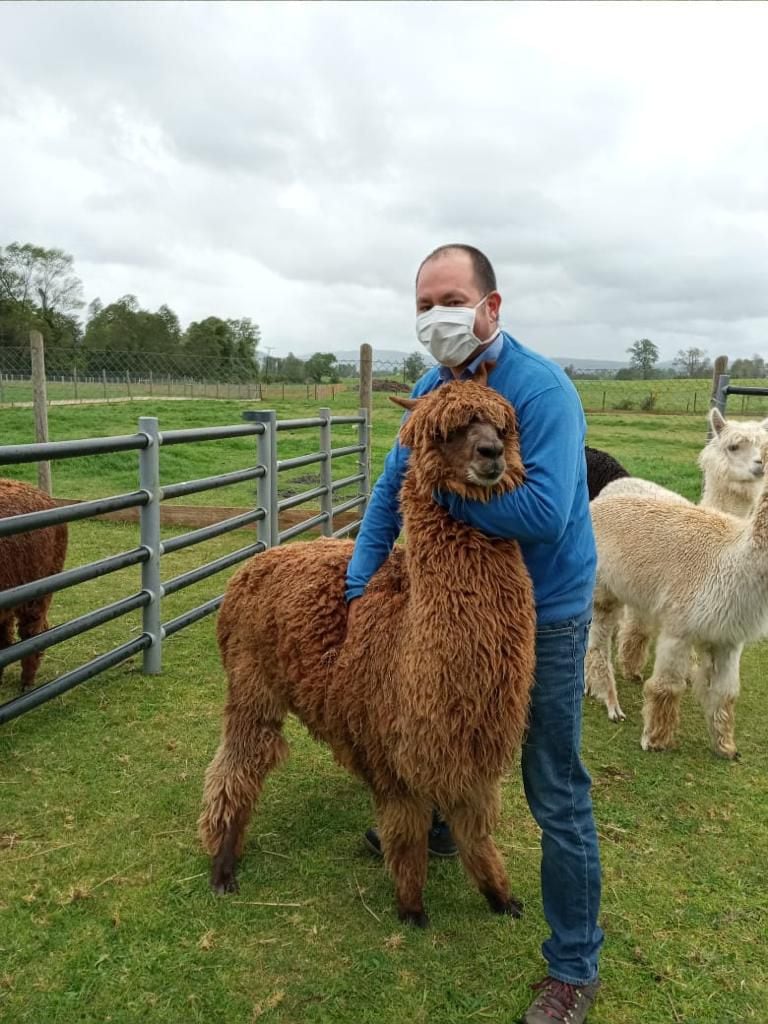 alpaca rojas