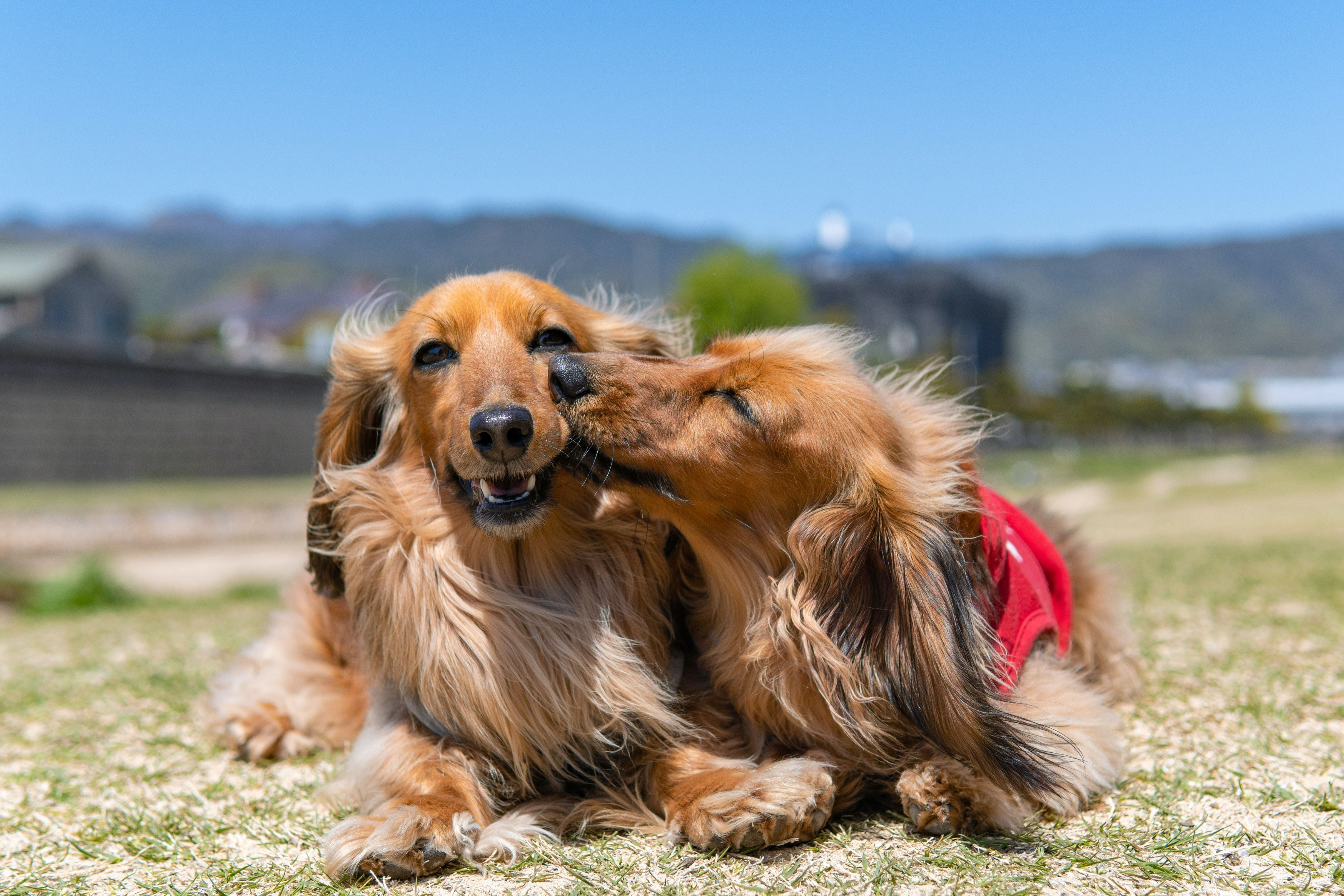 es un perro lamiendo tu cara una muestra de cariño