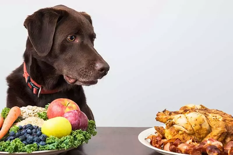 perro vegano vegetariano mascotas