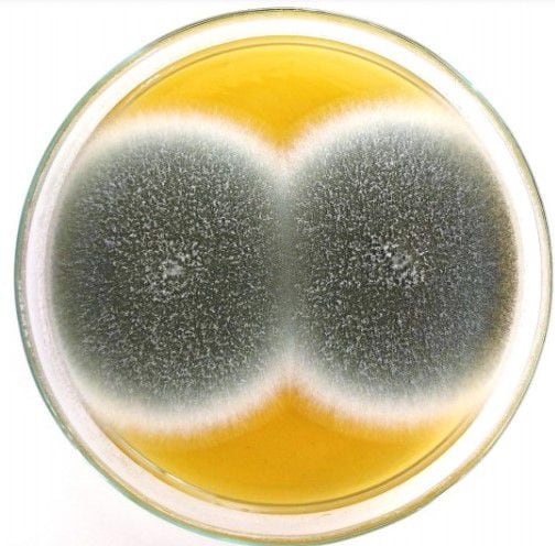 hongo verde Cruz Aspergillus fumigatus