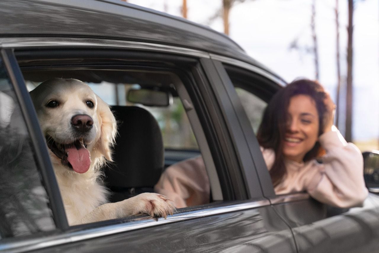 Perros en autos