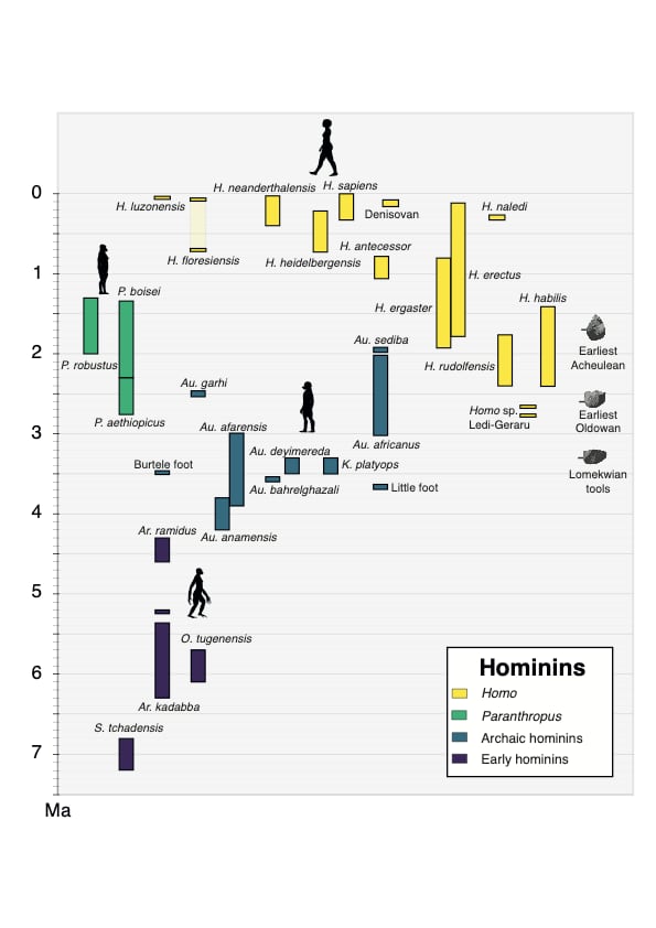 estudio homo sapiens