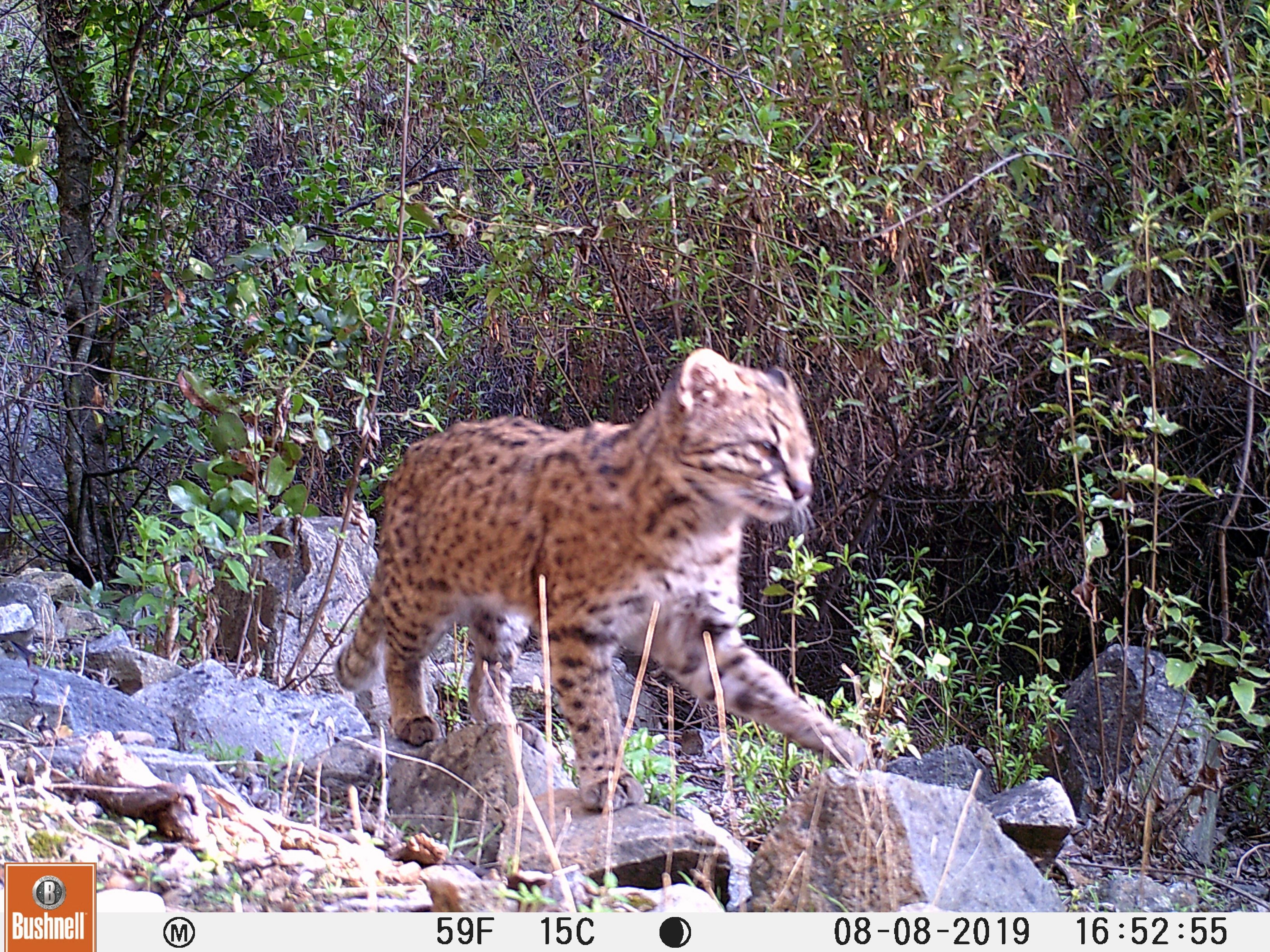 gato, fauna nativa, chile