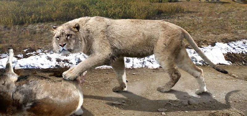 Encuentran los restos de uno de los últimos leones de las cavernas - La  Tercera