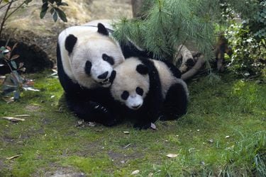 Los dos osos pandas del zoológico de San Diego serán enviados a China