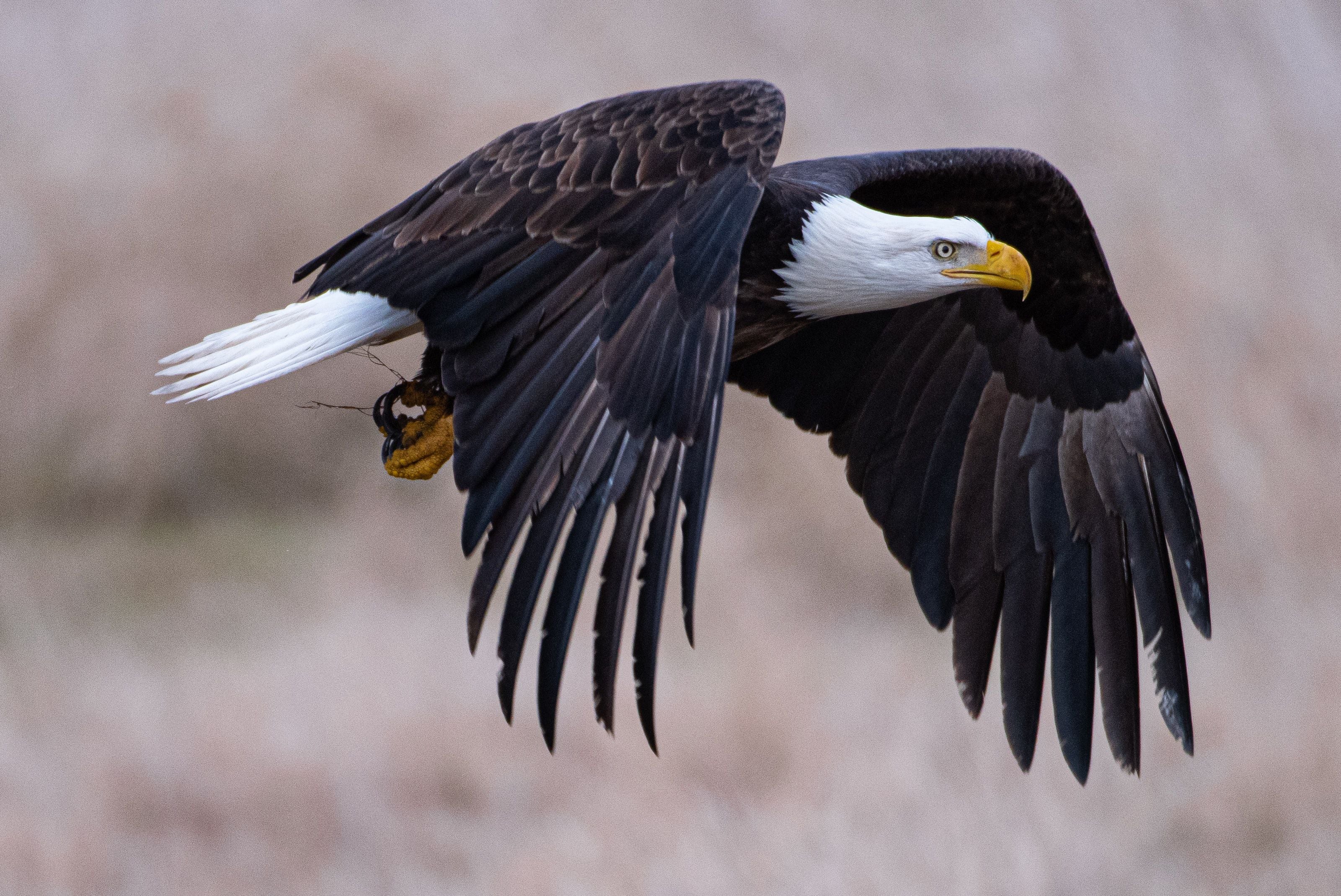 Águila