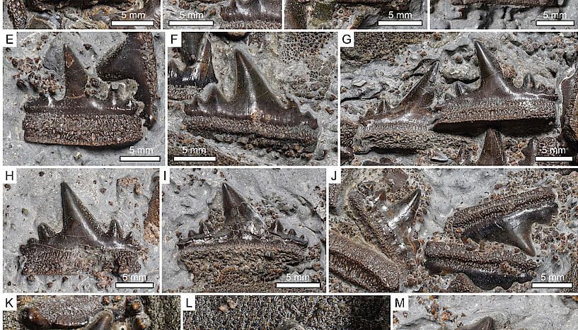 Descubren una nueva especie de tiburón del Jurásico