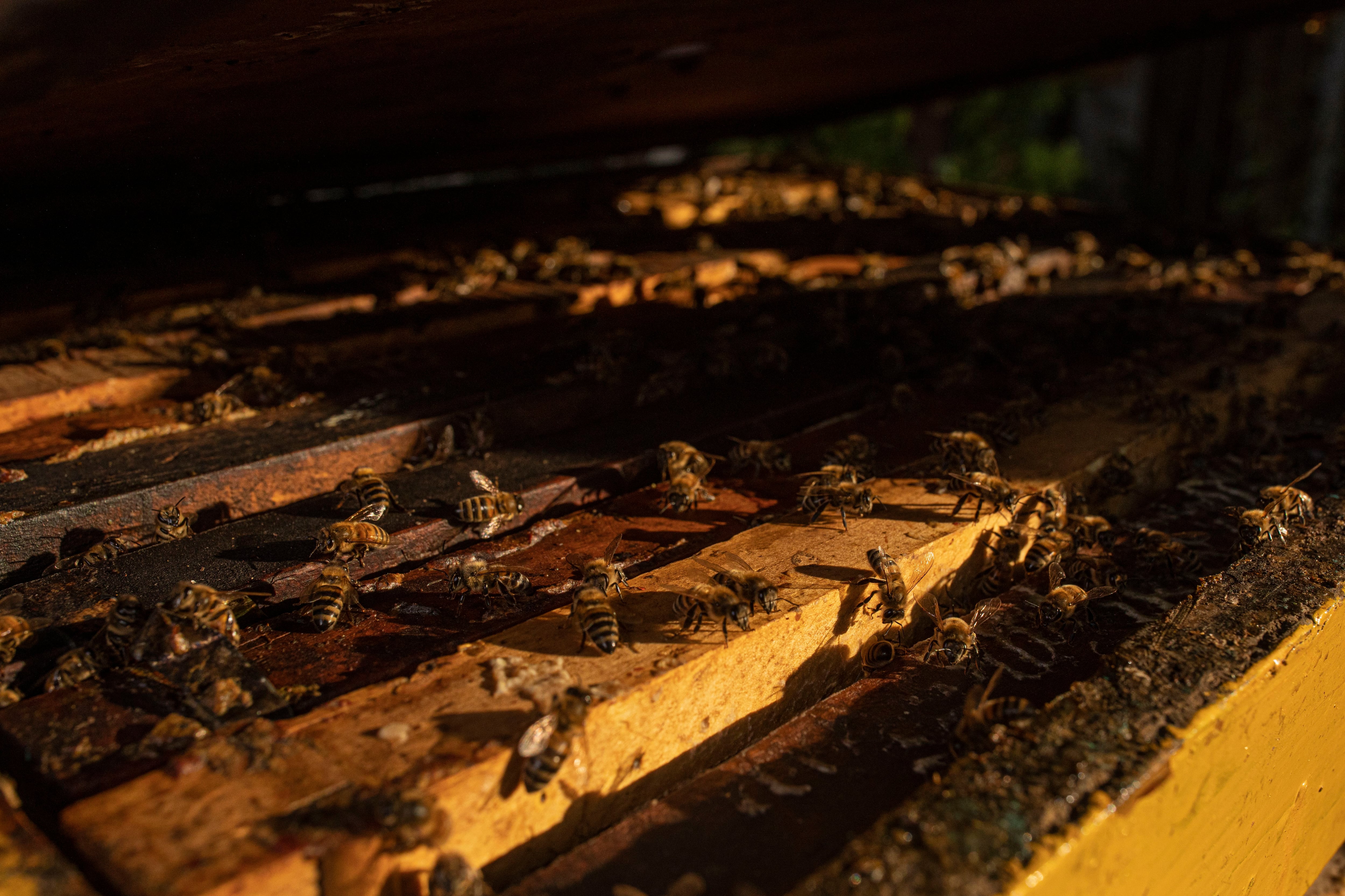 Abejas de Apichavez