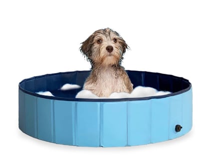 piscina de perros