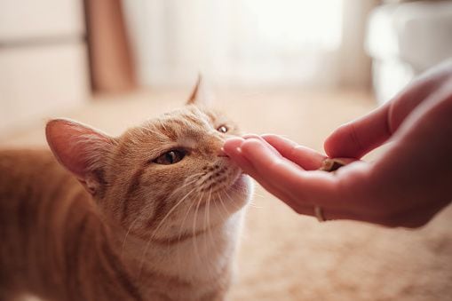 gato premio snack