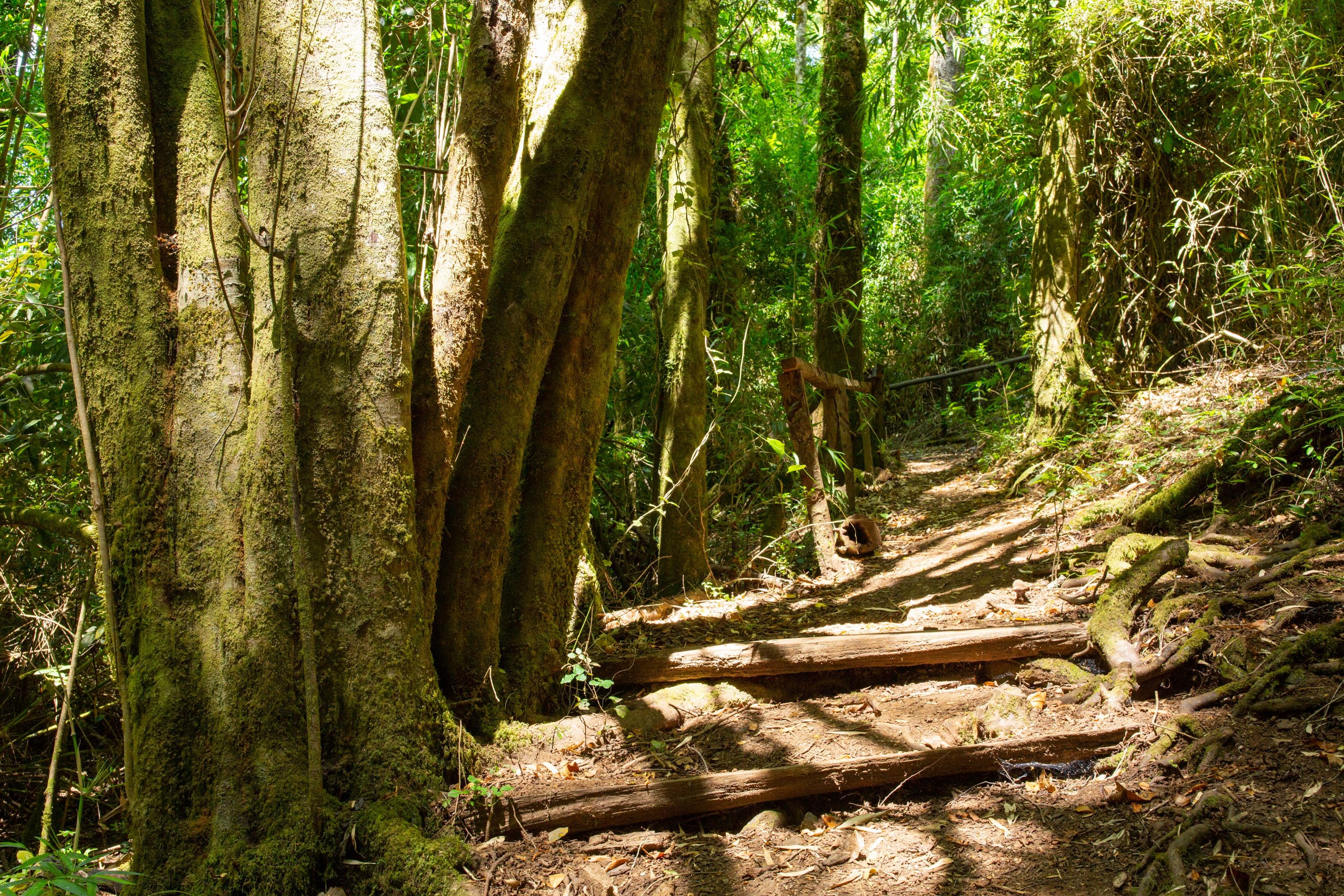 Parque Rucamanque