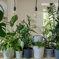 5 plantas que te ayudarán a terminar con la humedad de la casa