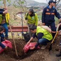 Plan de reforestación en Cerros de Renca: se plantaron más de 2 mil árboles nativos
