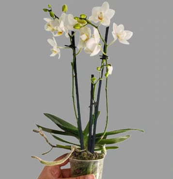 orquídeas