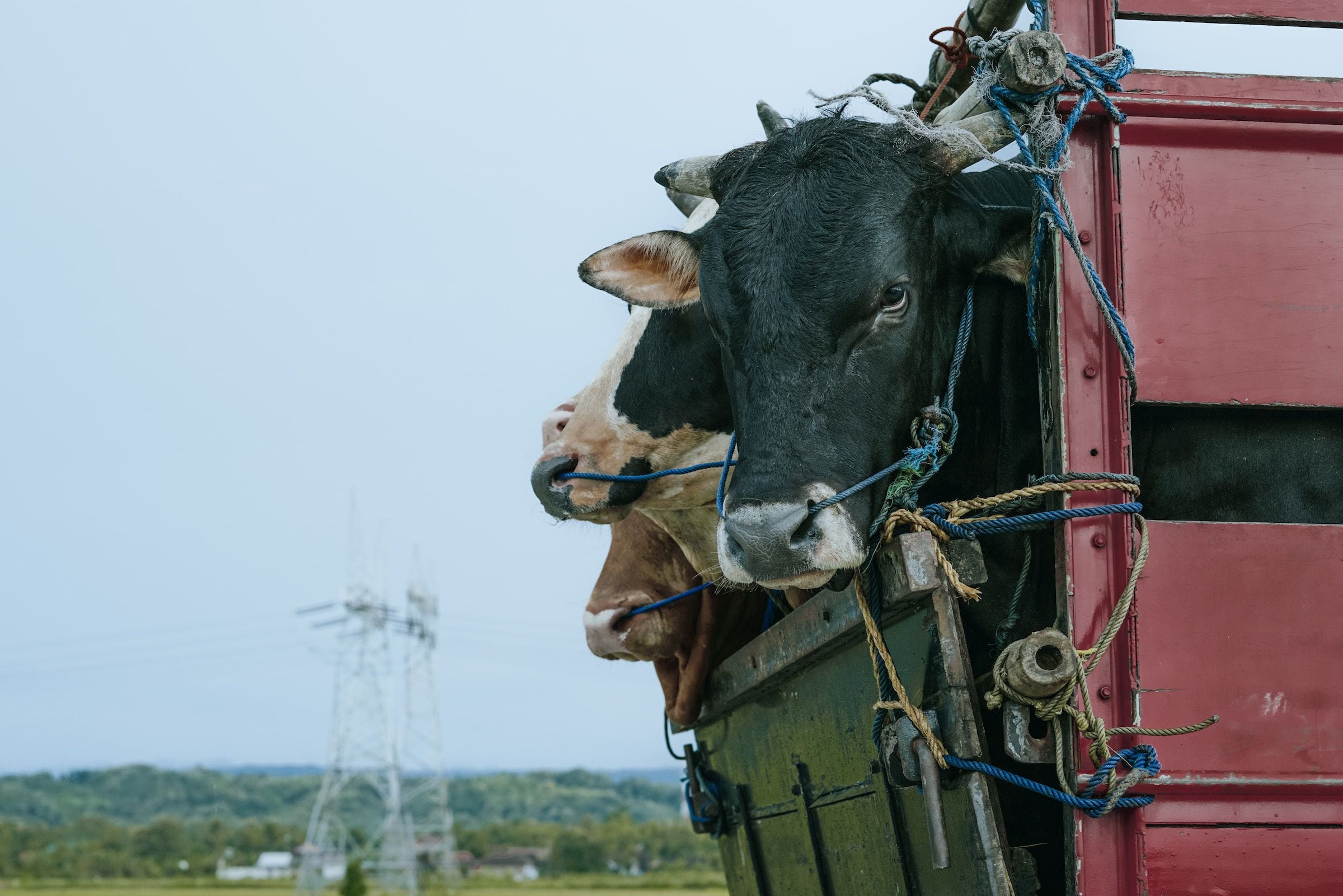 Vacas