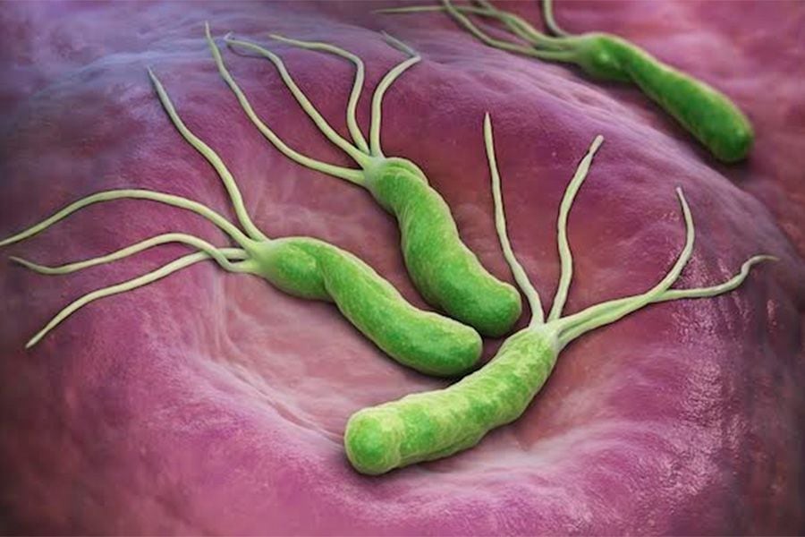 BACTERIA-HELICOBACTER-PYLORI