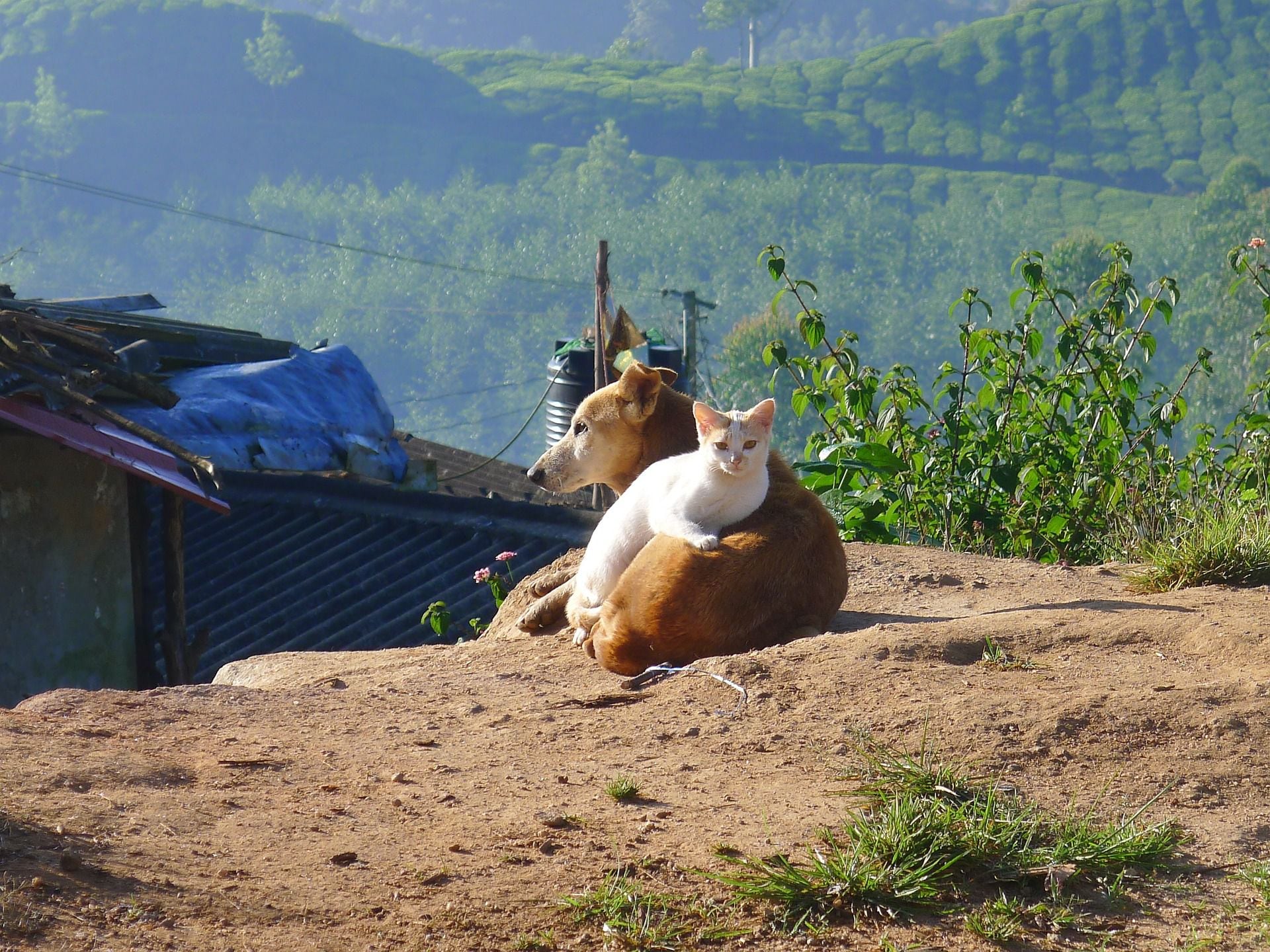 Perros y gatos