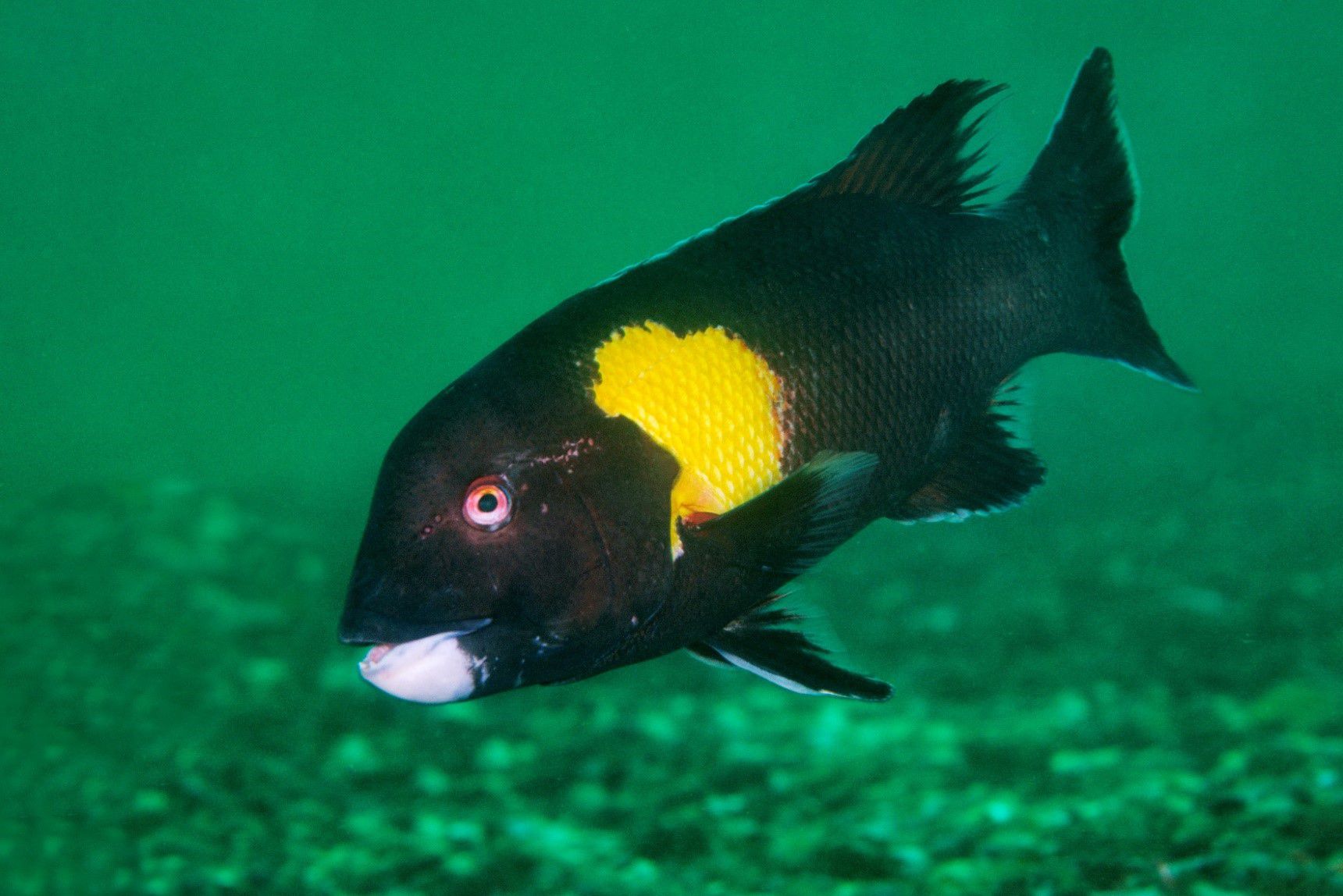 Pejeperro Mar de Pisagua