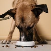 Perros y gatos: ¿Cuántas veces al día deben alimentarse?