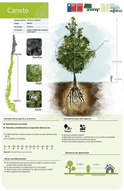 En tiempos de sequía ¿Qué especies de árboles son más resistentes? - La  Tercera