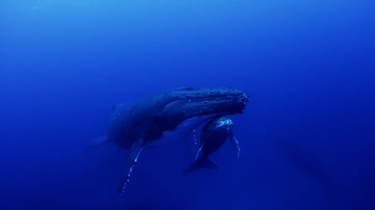 Ballena azul