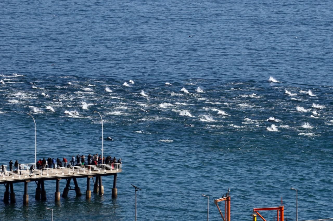 Manada Delfines Valparaíso