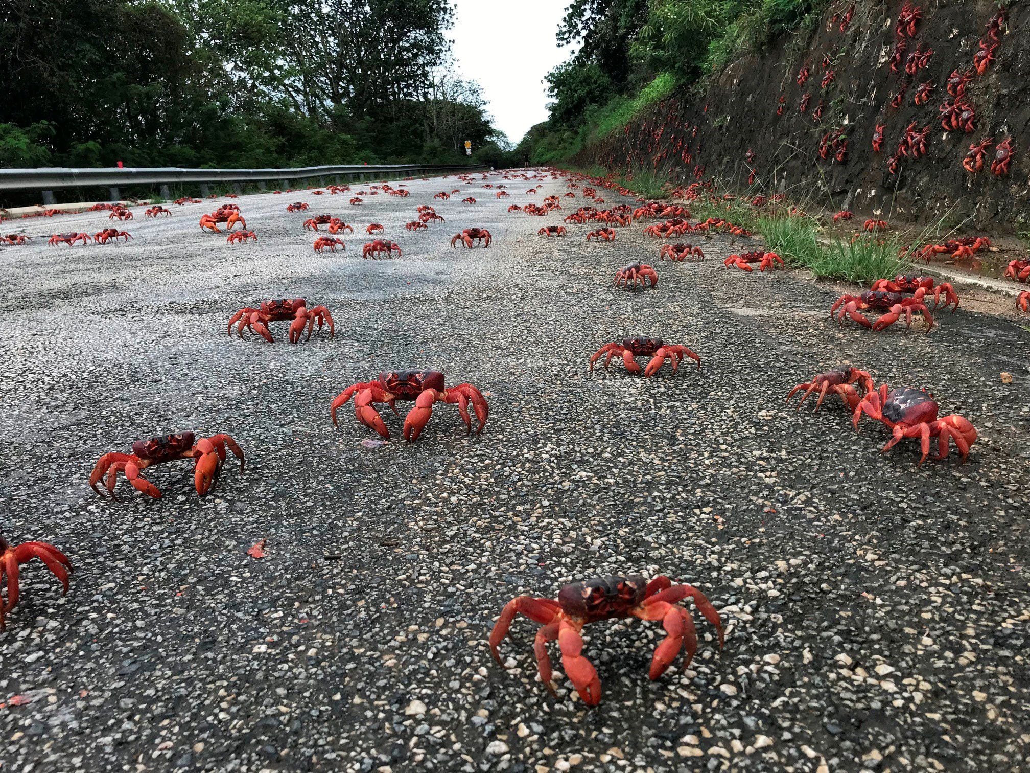 Cangrejos rojos en migración hacia el océano en la Isla de Navidad