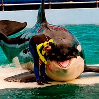 Acuario de Florida liberará una orca tras más de medio siglo en cautiverio